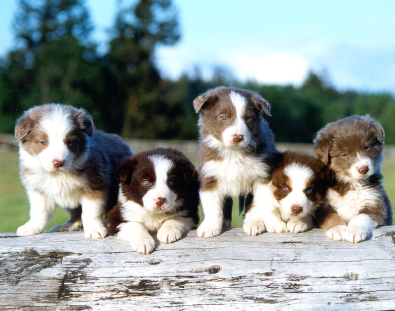 Five Border Collie Puppies