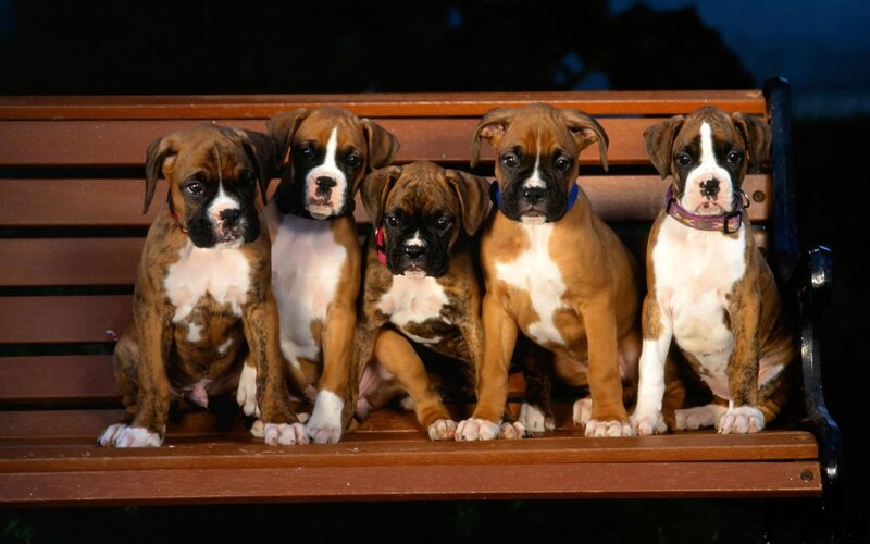 Five Boxer Puppies — Brown, Calm, Night