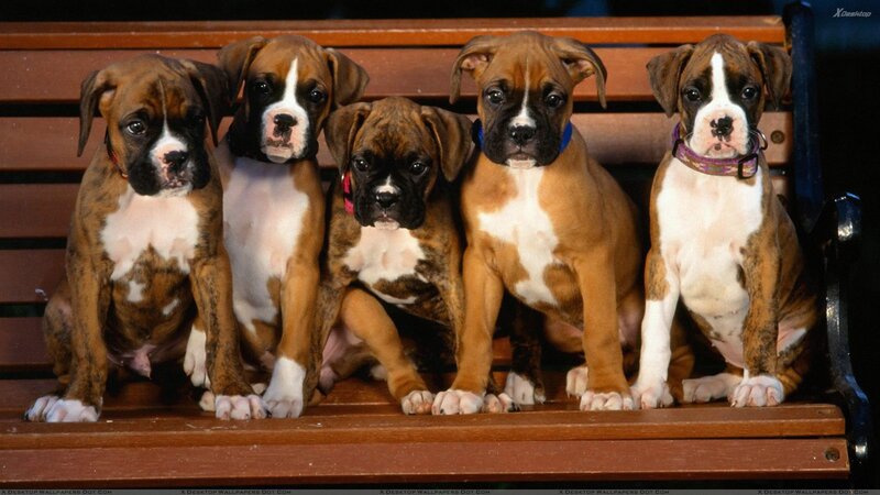 Five Boxer Puppies — Brown, Calm, Photograph
