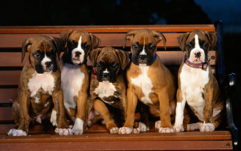 Five Boxer Puppies — Brown, Calm