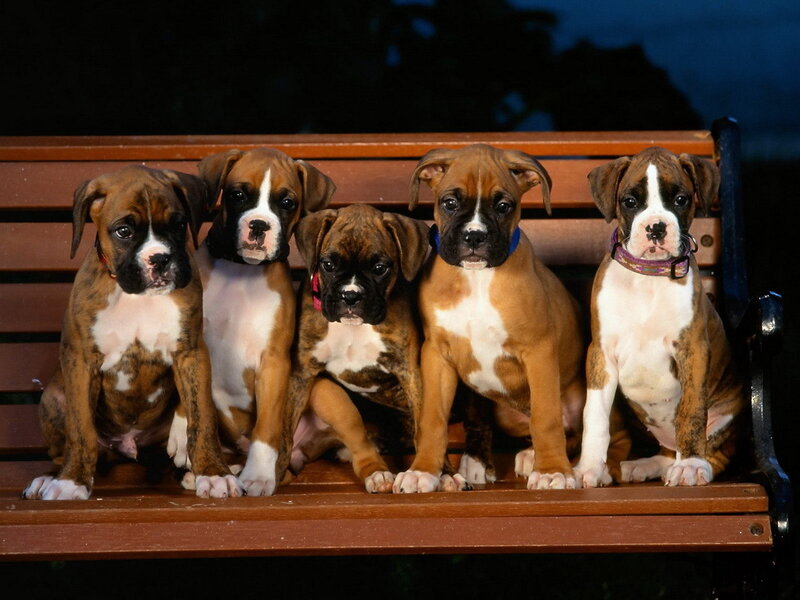 Five Boxer Puppies — Calm
