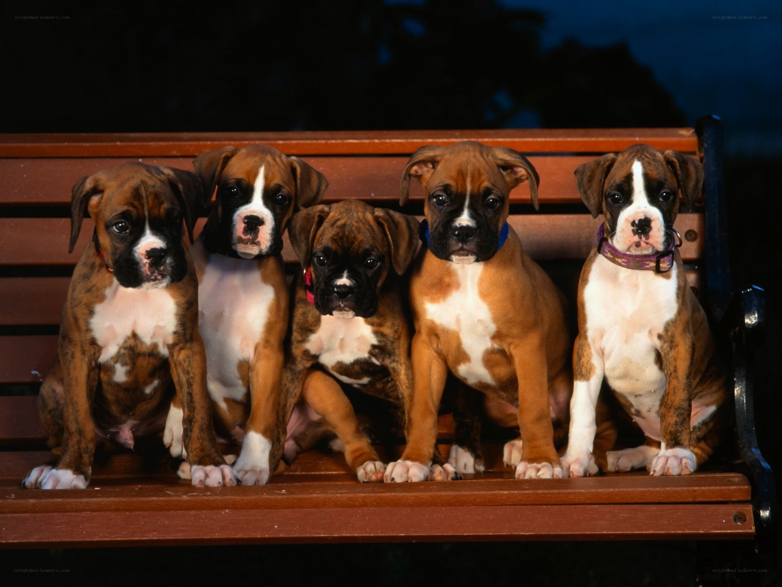 five boxer puppies on a bench