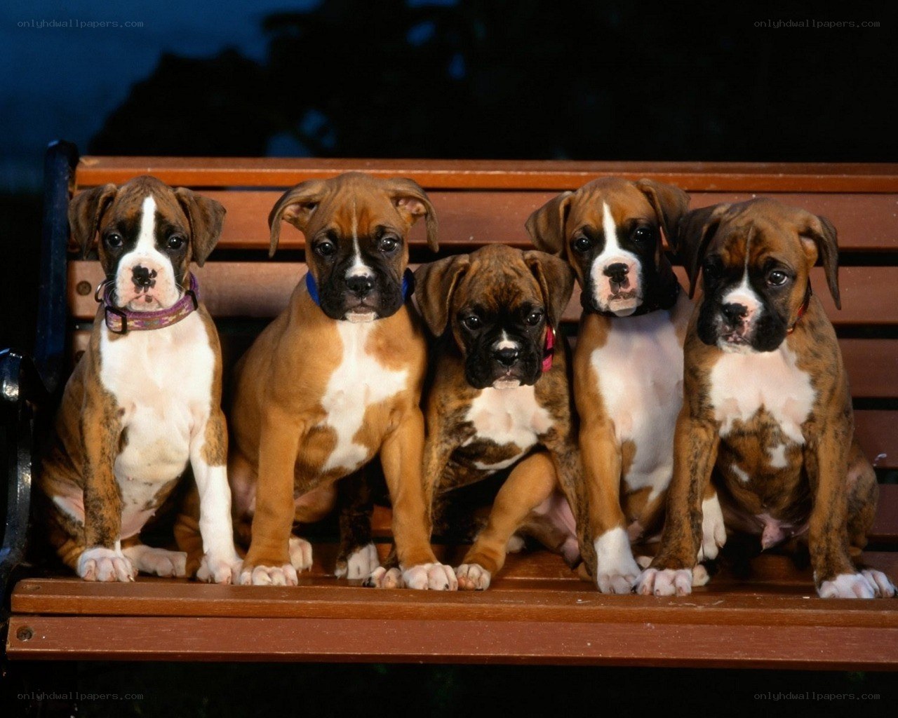 five boxer puppies on a bench
