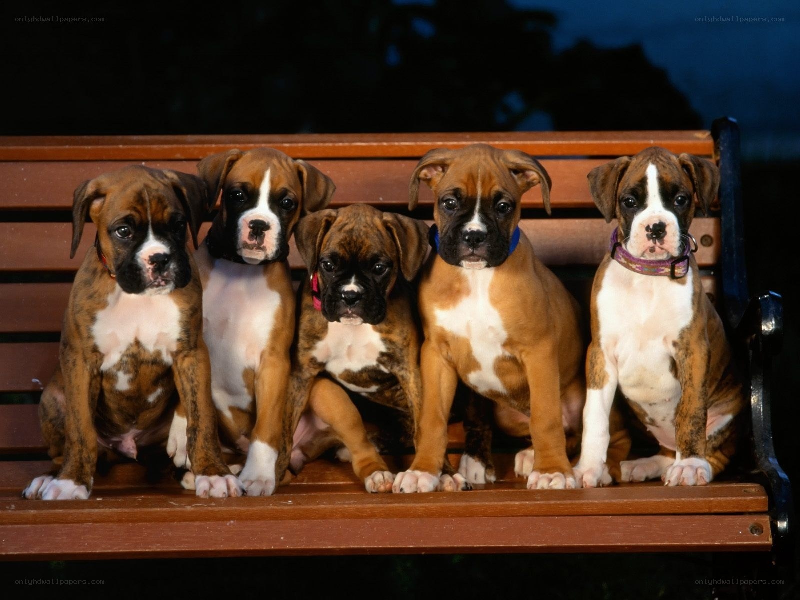 five boxer puppies on a bench