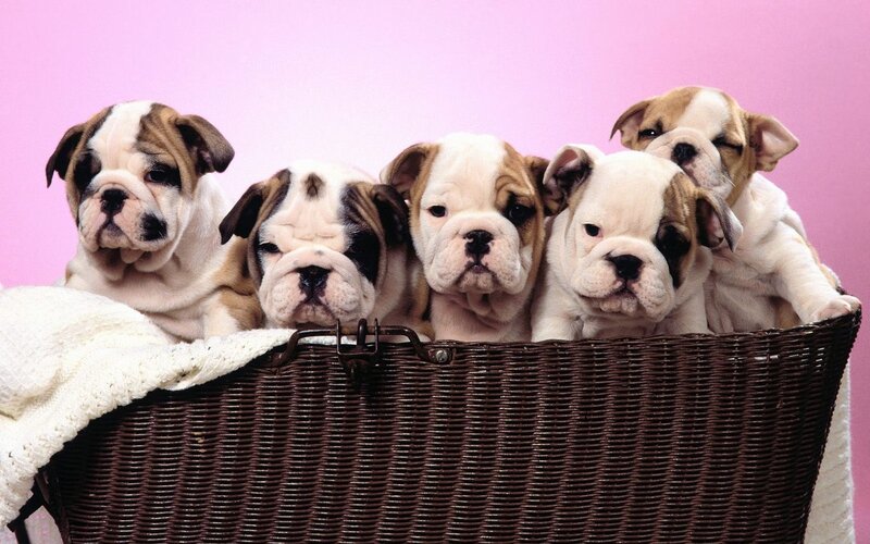Five Bulldog Puppies