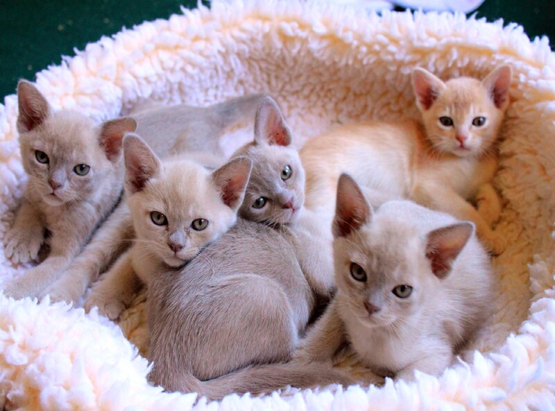 Five Burmese Kittens