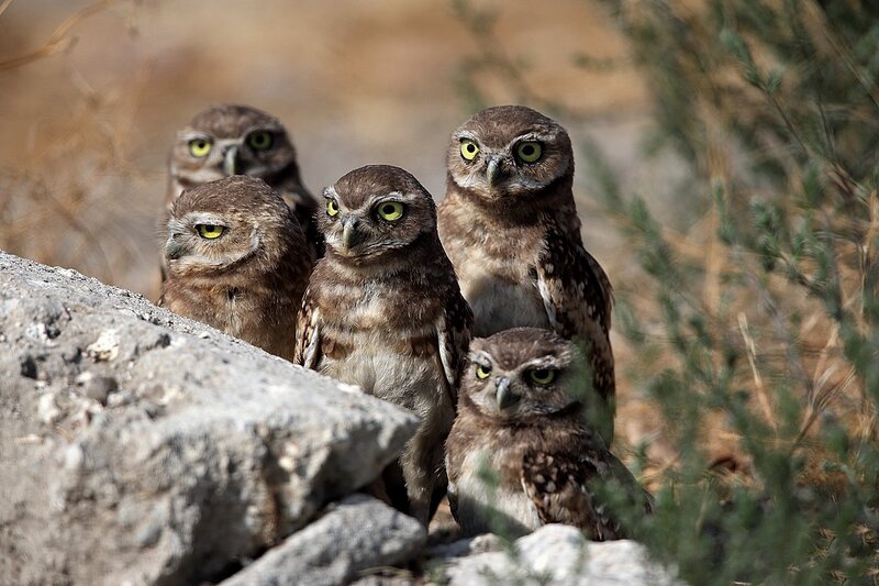 Five Burrowing Owls