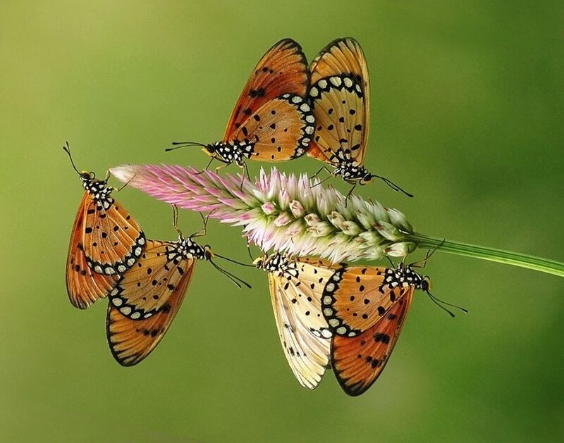 Five Butterflies on Flower