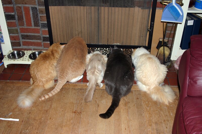five cats at fireplace