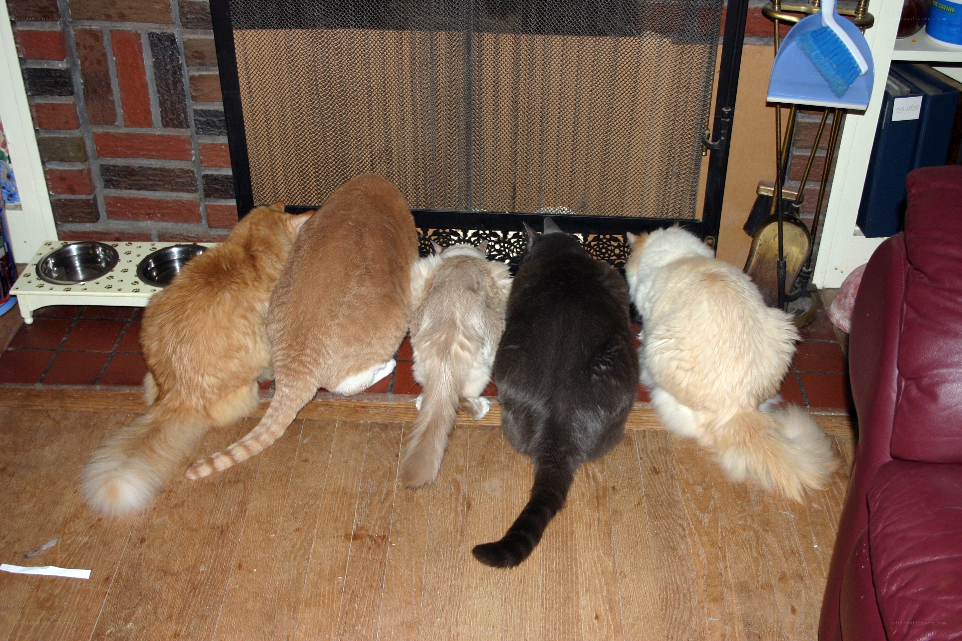 five cats at fireplace