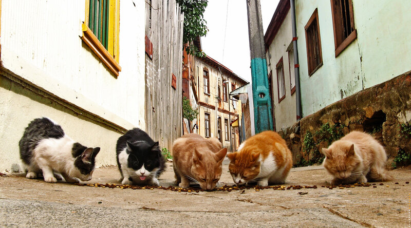 Five Cats Eating Food