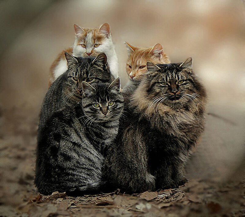 Five Cats Huddled Together