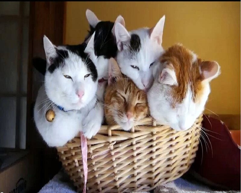 Five Cats in a Basket