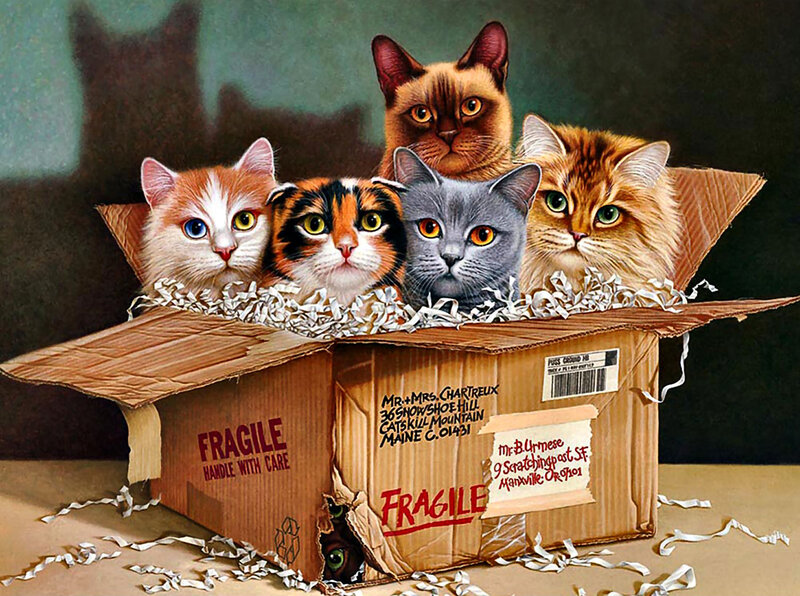 Five Cats in a Box — Brown, Curious