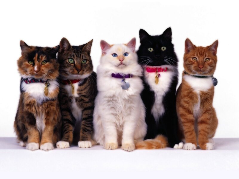 five cats in a row