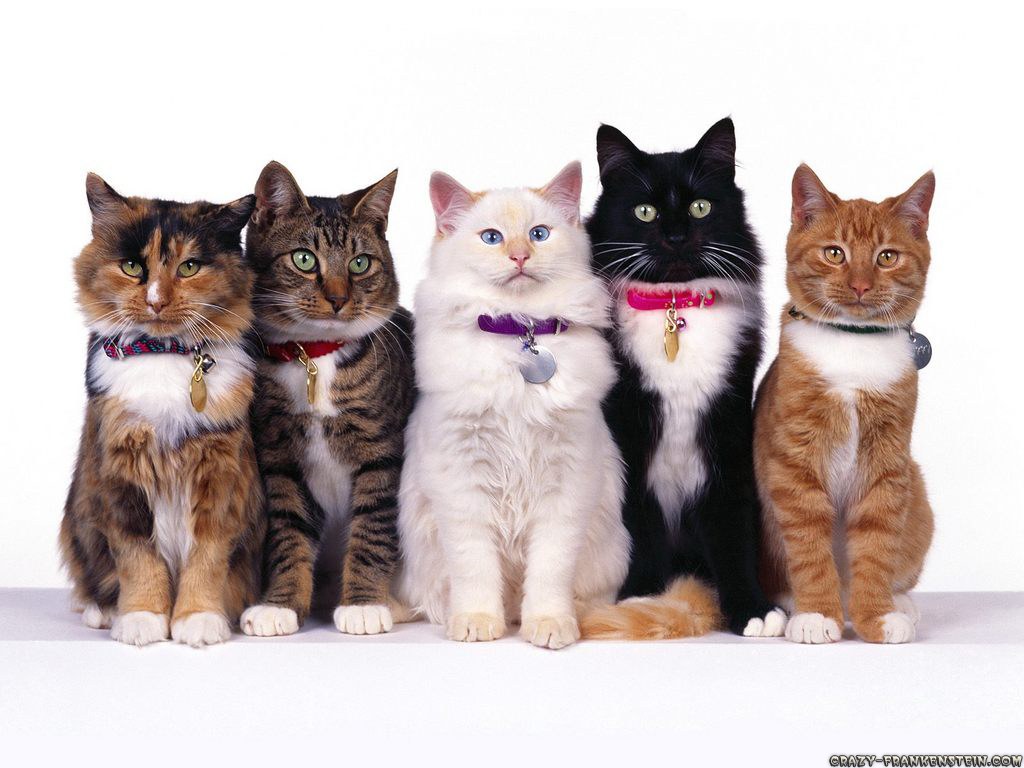 five cats in a row