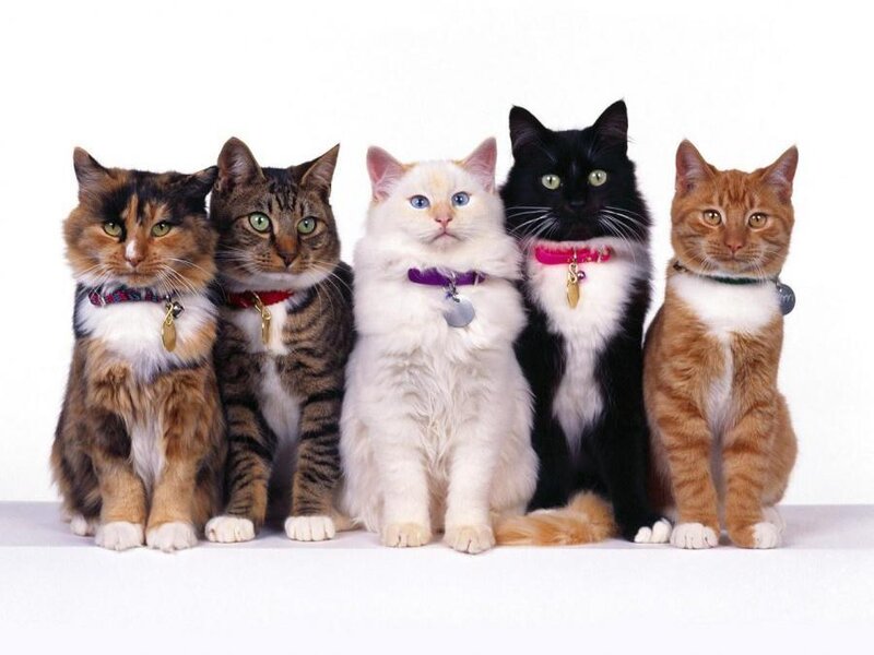 Five Cats in a Row — Collars