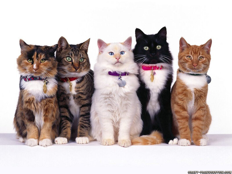 Five Cats in a Row — Neutral