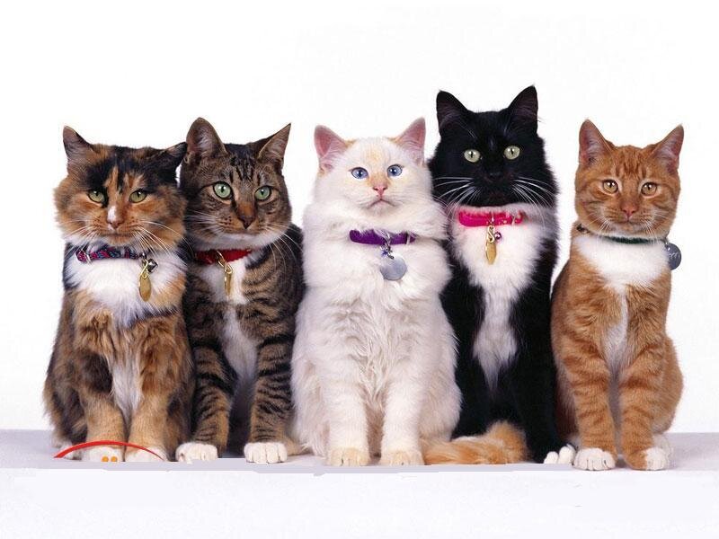 Five Cats in a Row — Photograph