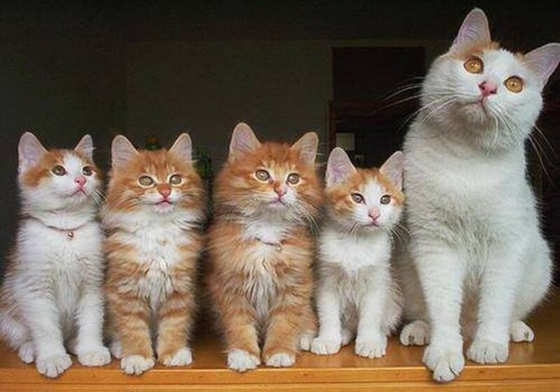 Five Cats in a Row — White, Calm