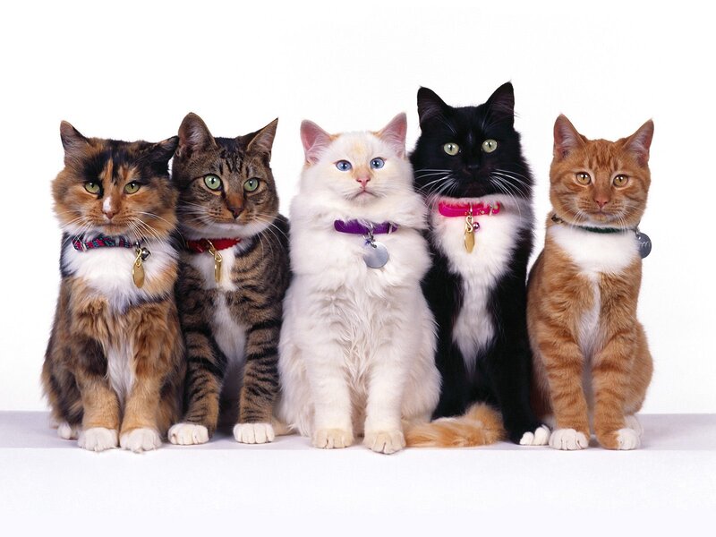 Five Cats in a Row — White, Neutral, Photograph, Collars, Tags