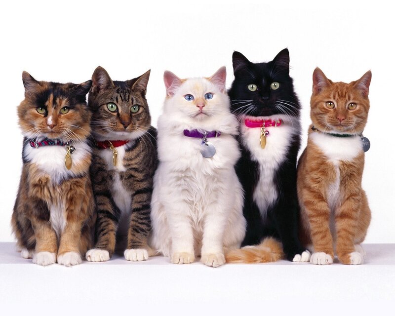 Five Cats in a Row — White, Neutral, Photograph, Collars, Tags, White Background