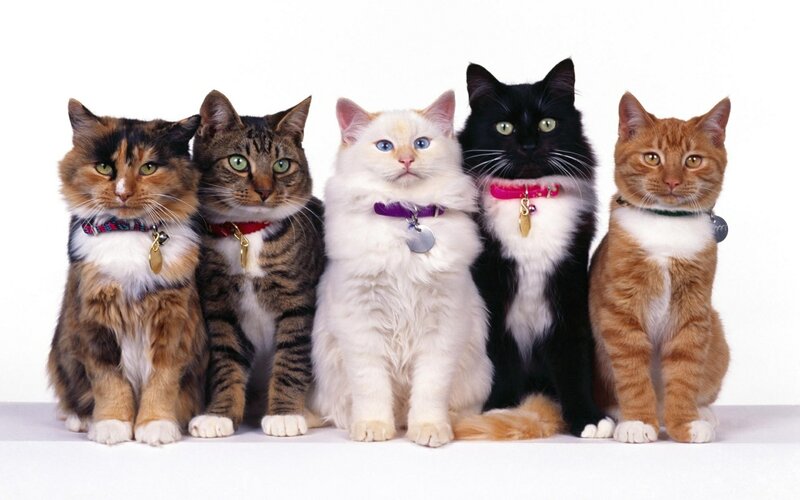 Five Cats in a Row — White, Neutral, Photograph, Collars