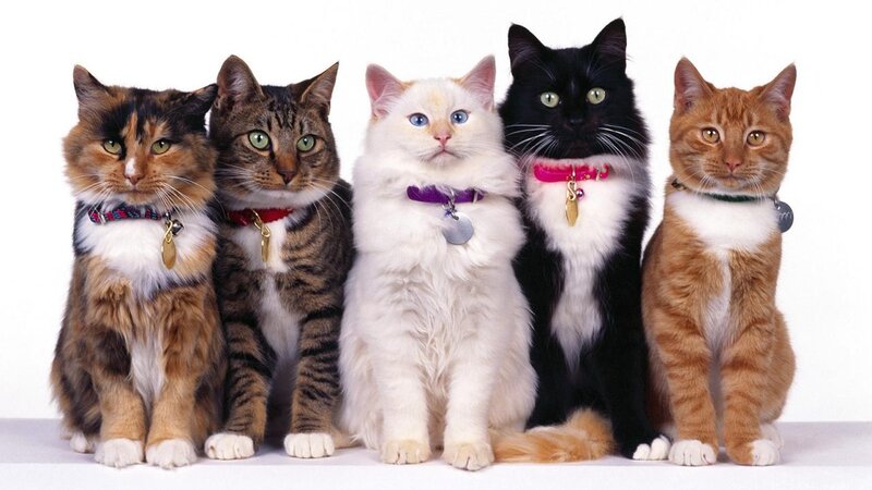Five Cats in a Row — White, Neutral, Photograph