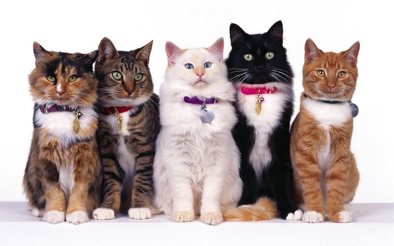Five Cats in a Row — White, Neutral