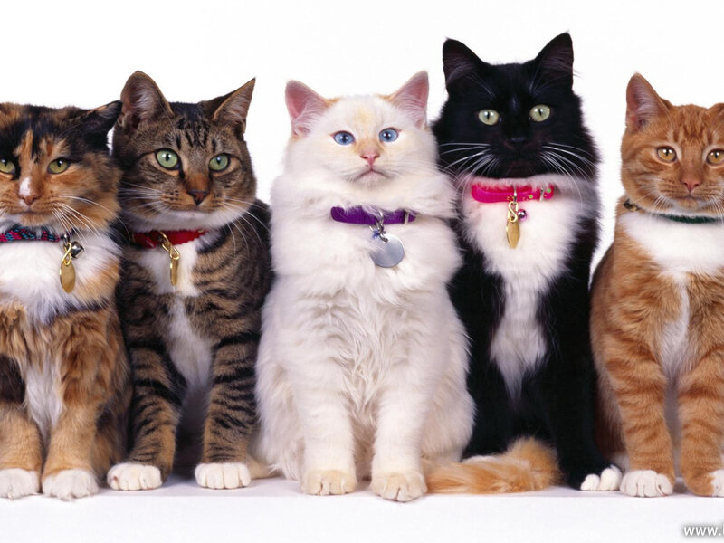 Five Cats in a Row — White