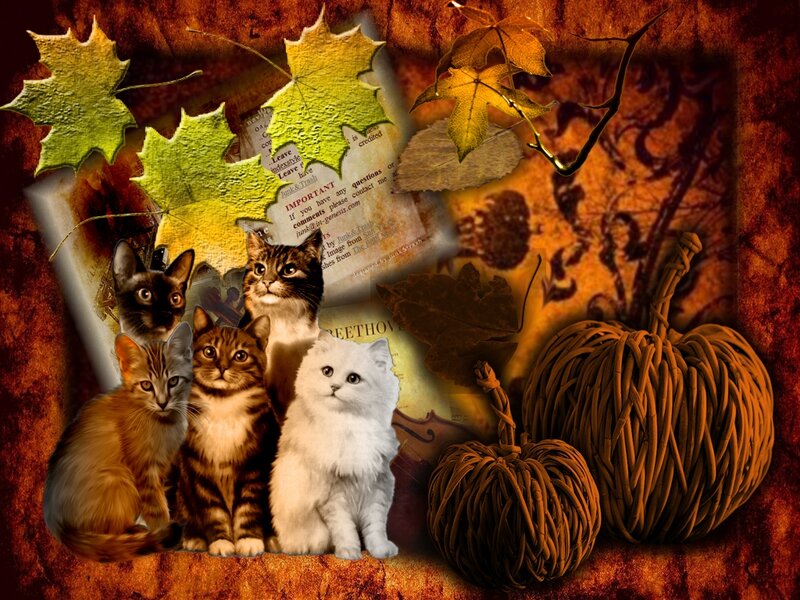 Five Cats in Autumn