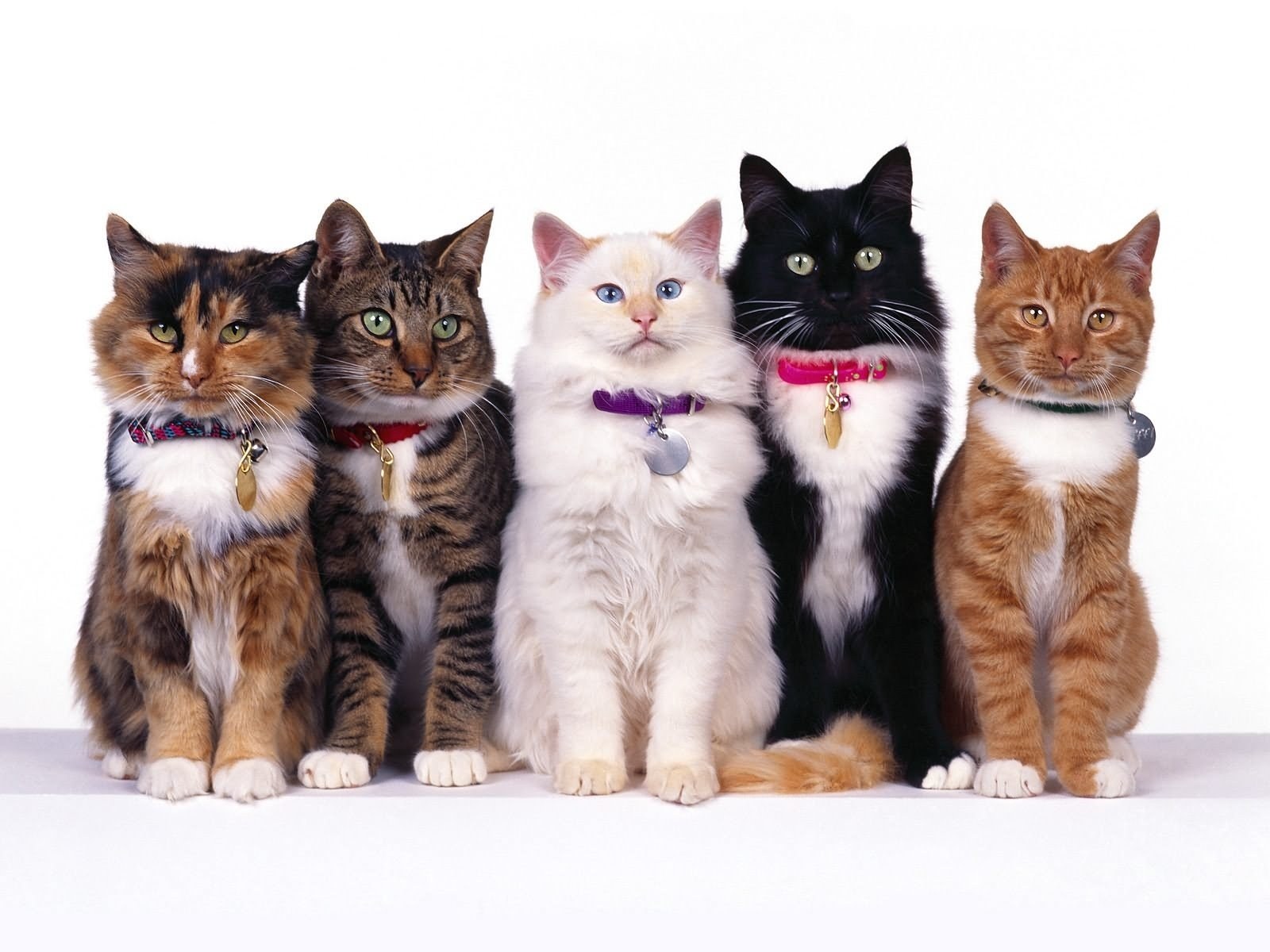 five cats in collars