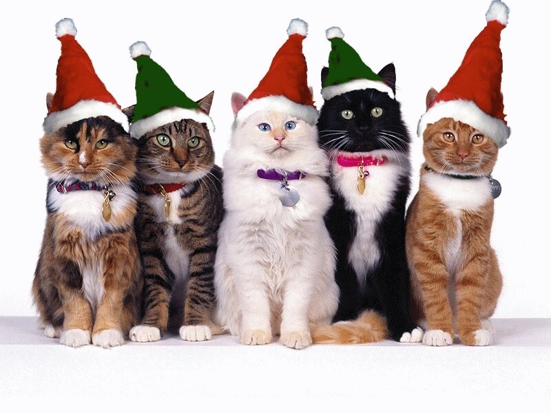 Five Cats in Hats