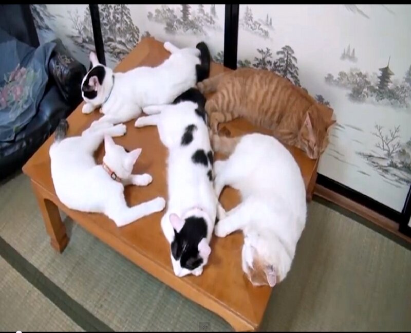 Five Cats on a Table