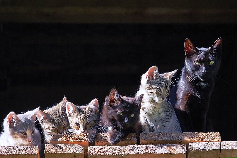 Five Cats on a Wall