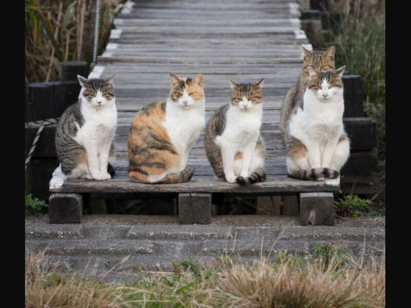 Five Cats on Bench