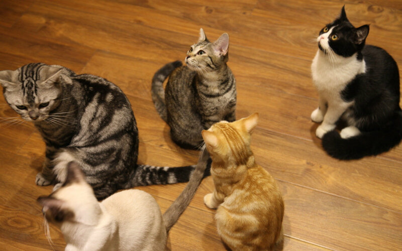 Five Cats on Floor