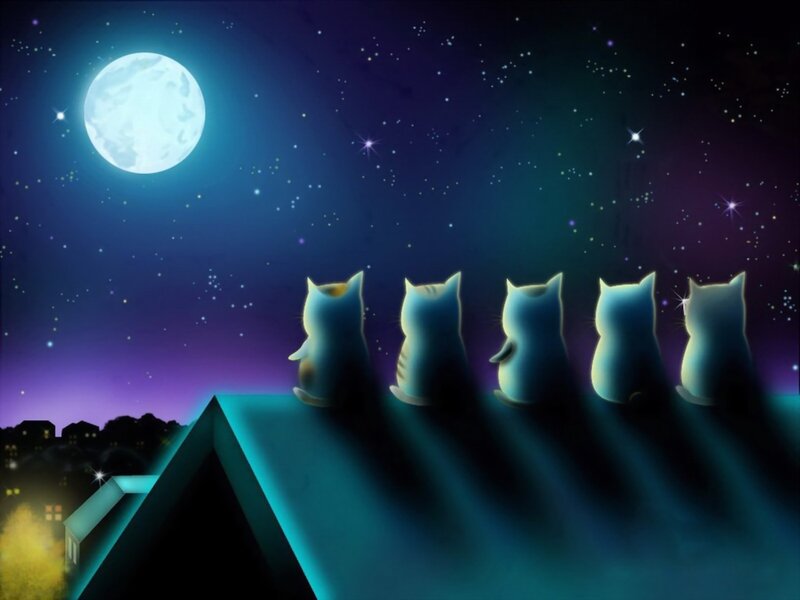 Five Cats on Roof
