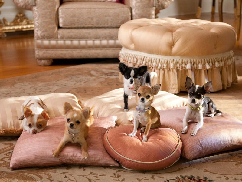 Five Chihuahua Dogs — Beige