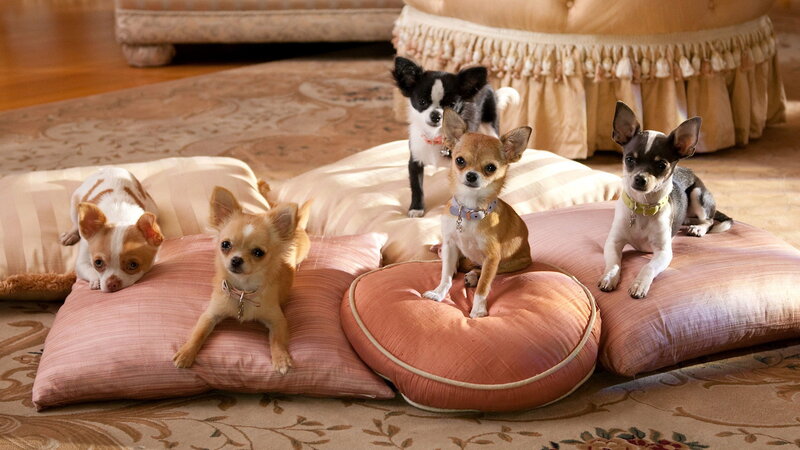 Five Chihuahua Dogs — Pink