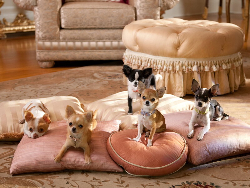 Five Chihuahua Dogs