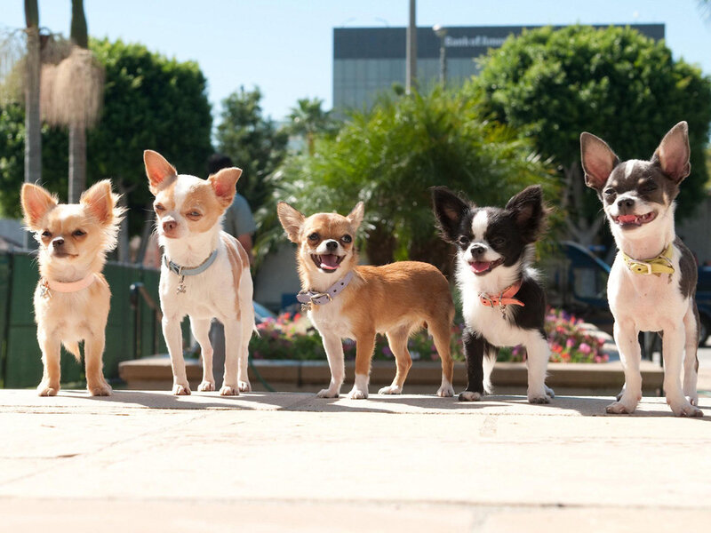 Five Chihuahua Dogs — White