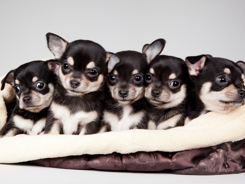 Five Chihuahua Puppies — Black, Calm