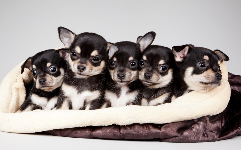 Five Chihuahua Puppies — Black