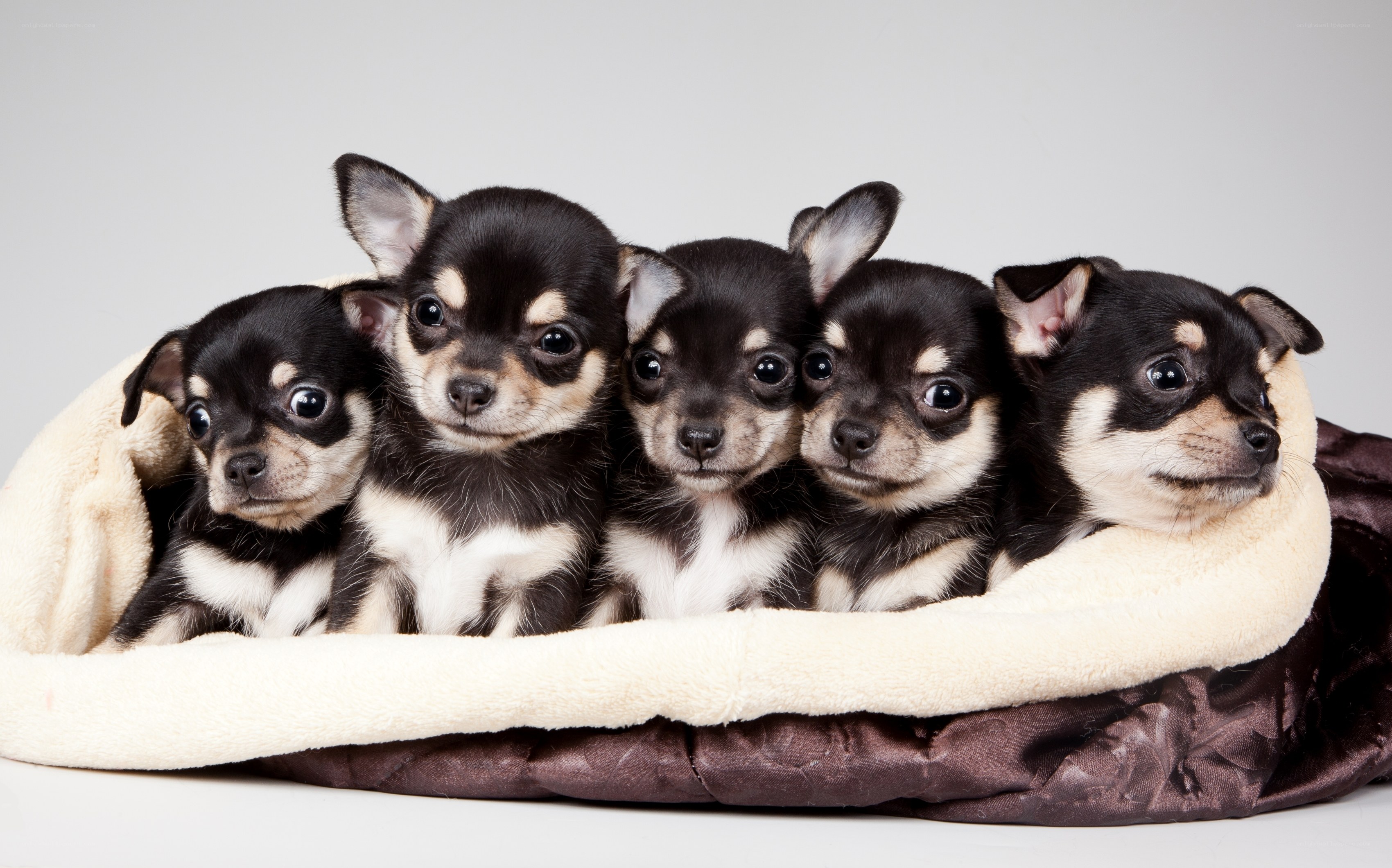 Five chihuahua puppies in bed