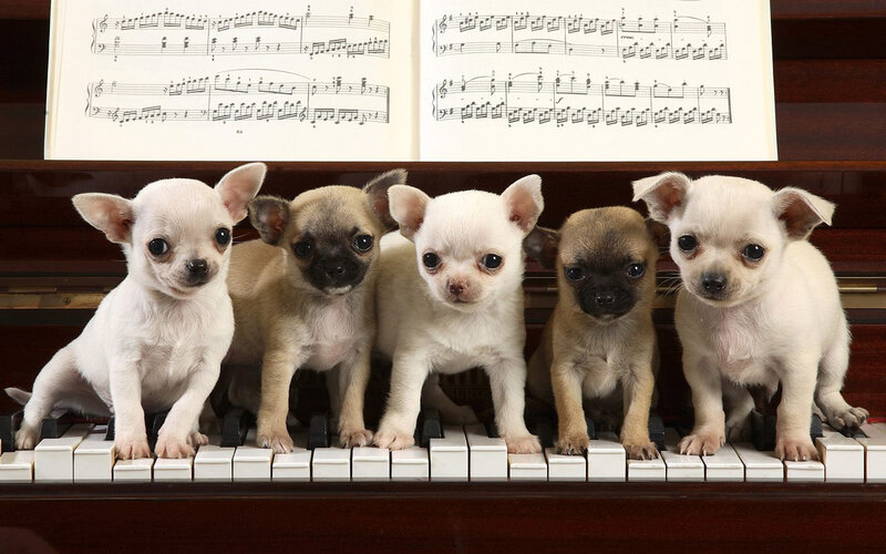 Five Chihuahua Puppies
