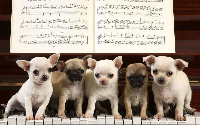 Five Chihuahua Puppies — White, Innocent, Photograph, Piano