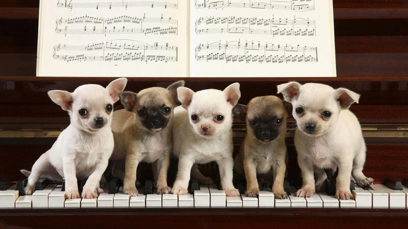 Five Chihuahua Puppies — White, Innocent, Photograph