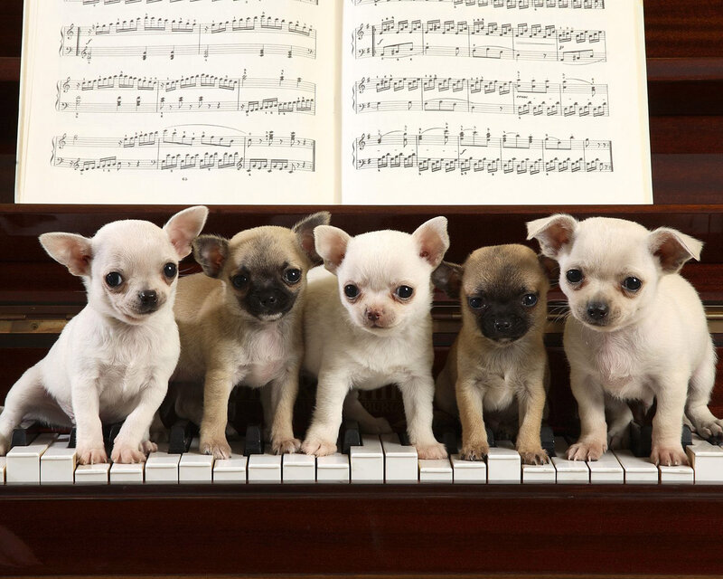 Five Chihuahua Puppies — White