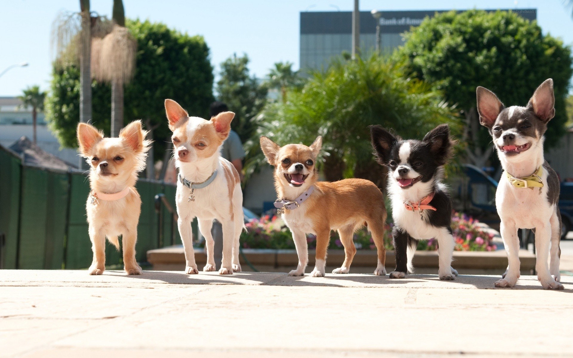 five chihuahuas in a row